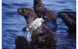 陳根:魚形機器人,幫助解決海洋污染